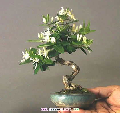 虐待法~~让你的金银花枝短花繁 虐待法~~让你的金银花枝短花繁