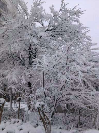雪景 雪景