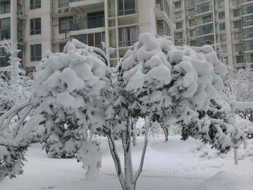雪景 雪景